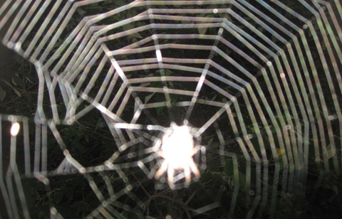 Ma xuat hien trong nhung buc anh Viet Nam